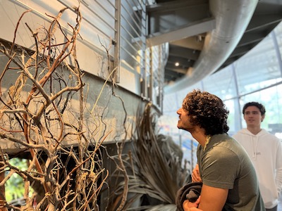 A student looking at a museum exhibit with many branches