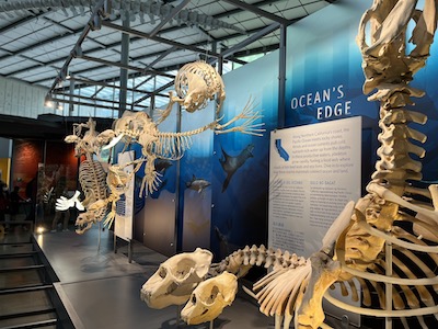 Museum exhibit showing large skeletons from the ocean